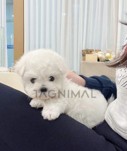 Bichon puppy for sale, dog for sale at Tagnimal