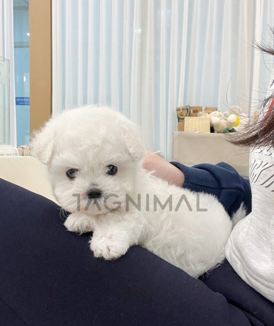 Bichon puppy for sale, dog for sale at Tagnimal