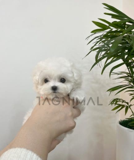 Bichon puppy for sale, dog for sale at Tagnimal