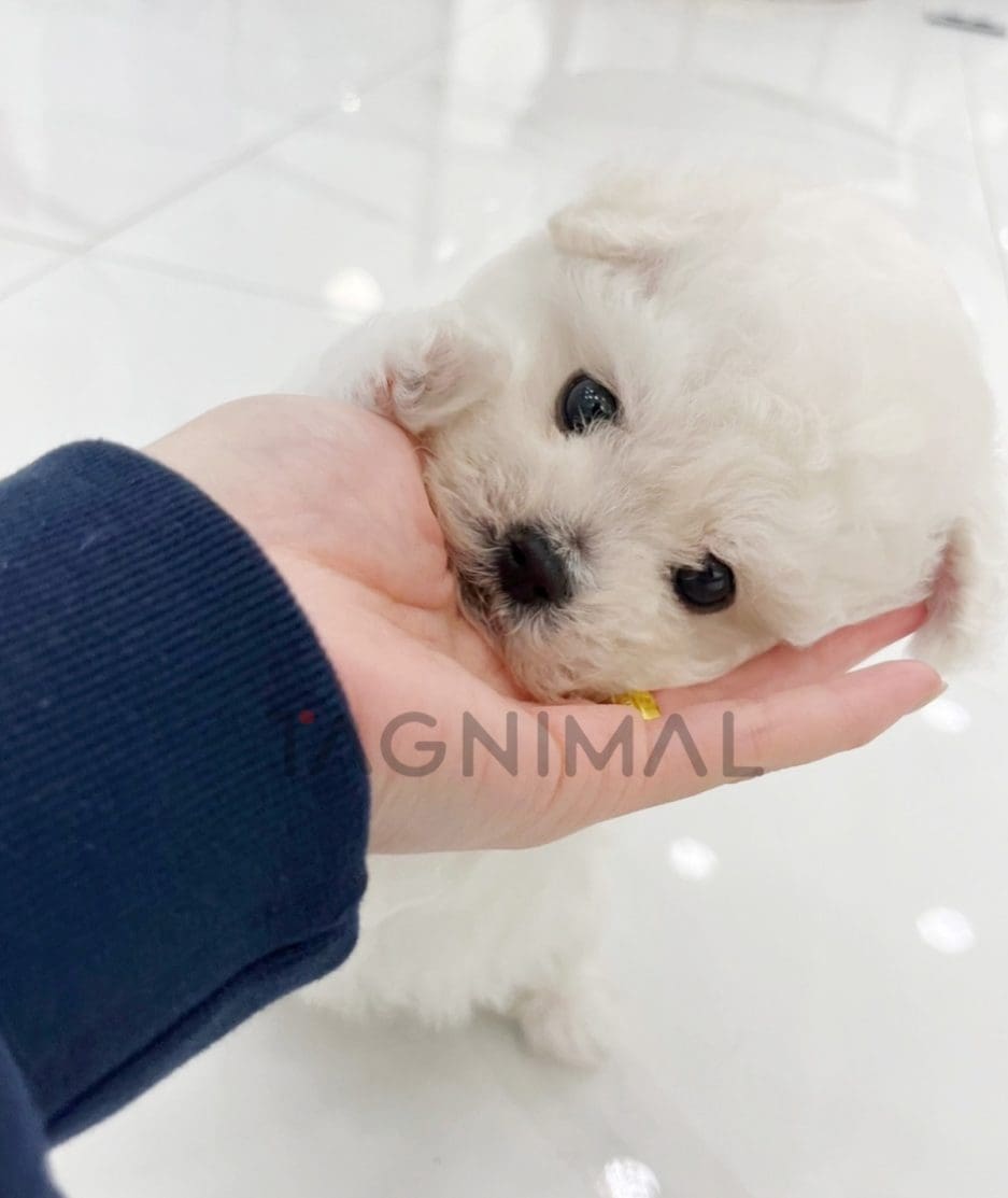 Bichon puppy for sale, dog for sale at Tagnimal