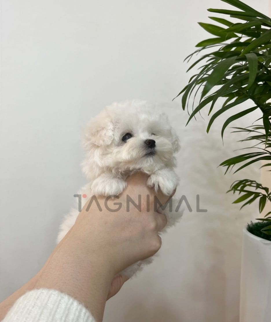 Bichon puppy for sale, dog for sale at Tagnimal