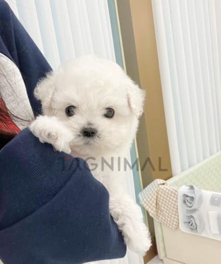 Bichon puppy for sale, dog for sale at Tagnimal