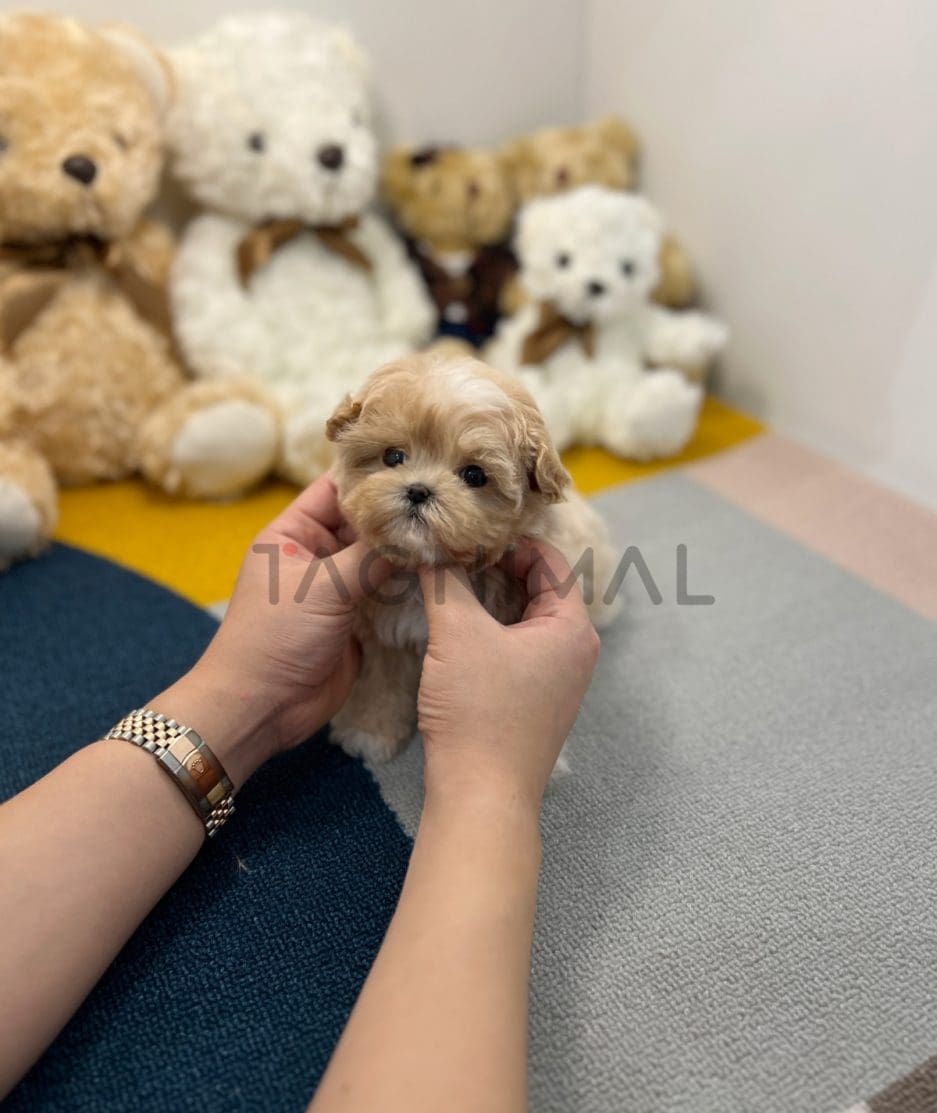 Maltipoo puppy for sale, dog for sale at Tagnimal