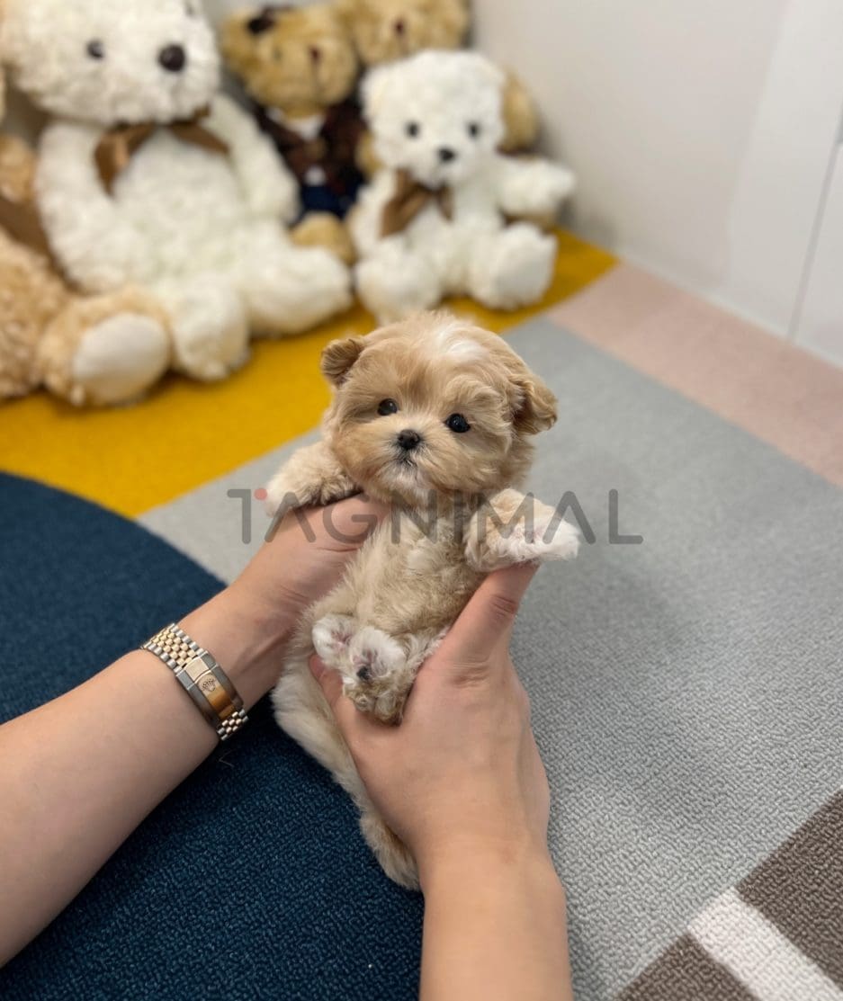 Maltipoo puppy for sale, dog for sale at Tagnimal