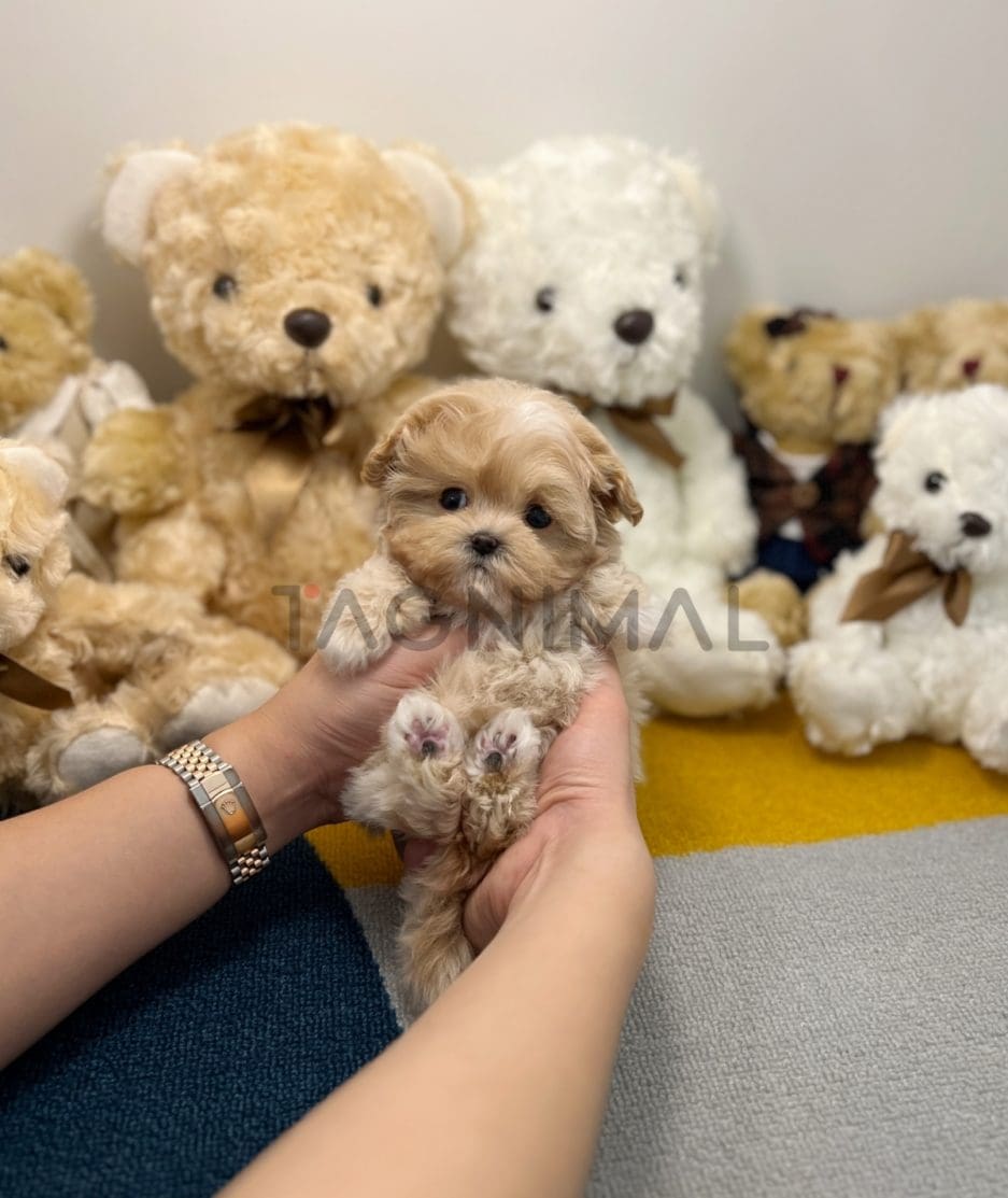 Maltipoo puppy for sale, dog for sale at Tagnimal