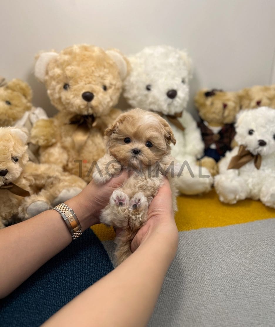 Maltipoo puppy for sale, dog for sale at Tagnimal