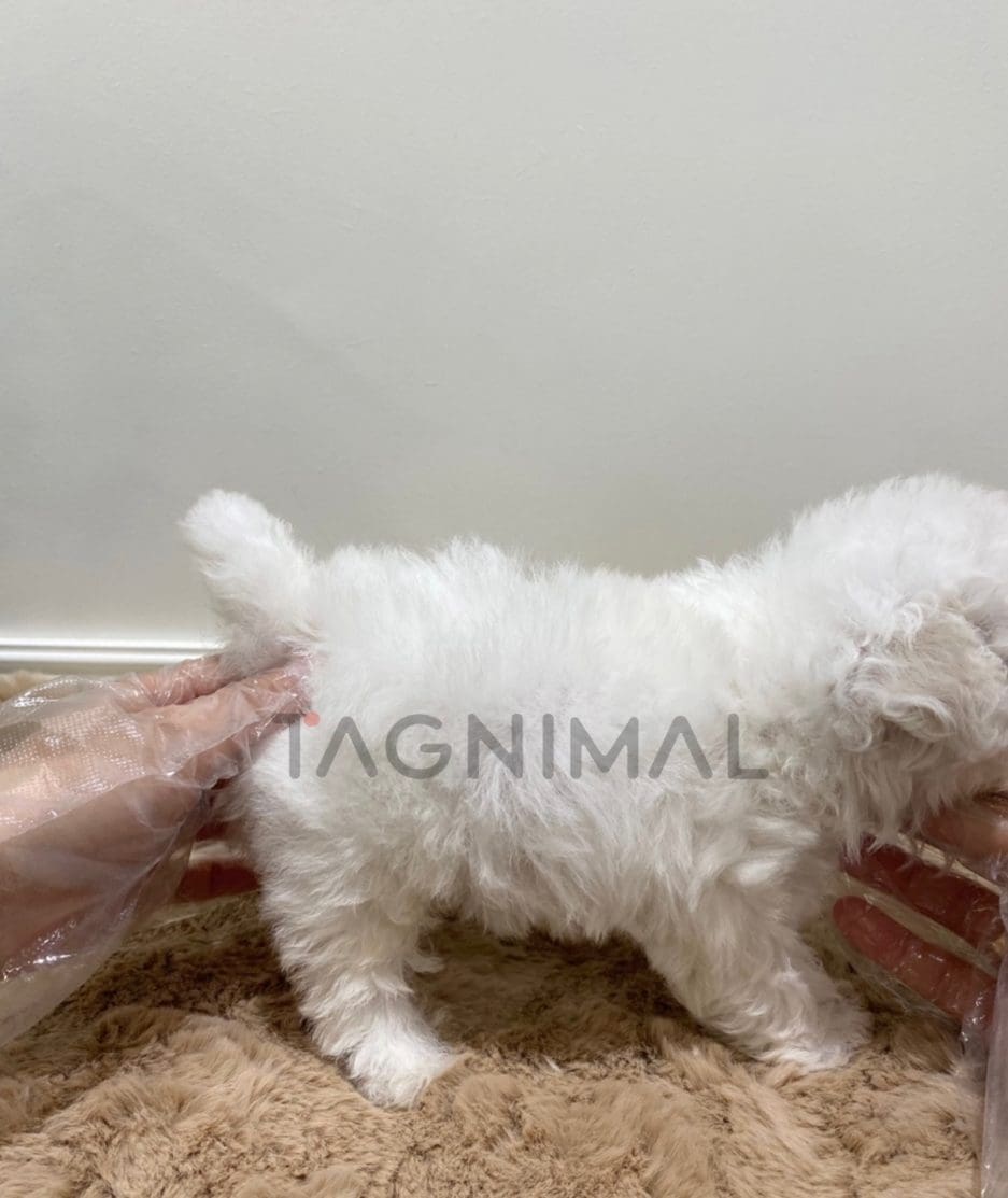 Bichon puppy for sale, dog for sale at Tagnimal