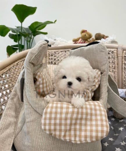 Bichon puppy for sale, dog for sale at Tagnimal