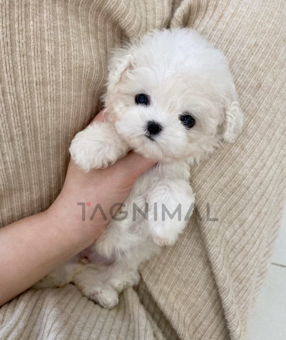 Bichon puppy for sale, dog for sale at Tagnimal