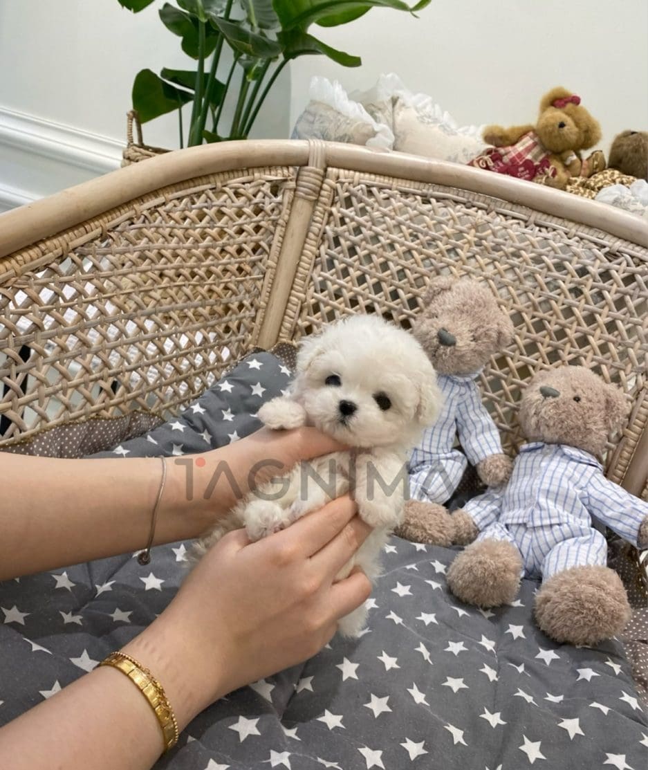 Bichon puppy for sale, dog for sale at Tagnimal