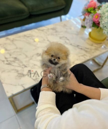 Pomeranian puppy for sale, dog for sale at Tagnimal