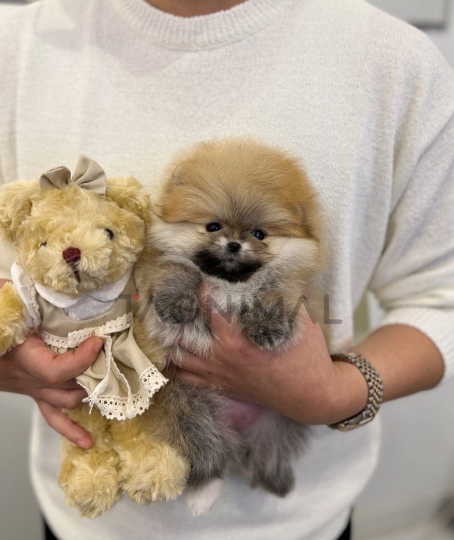 Pomeranian puppy for sale, dog for sale at Tagnimal