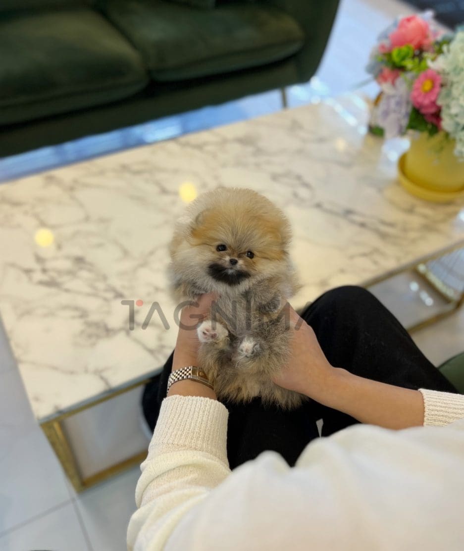 Pomeranian puppy for sale, dog for sale at Tagnimal