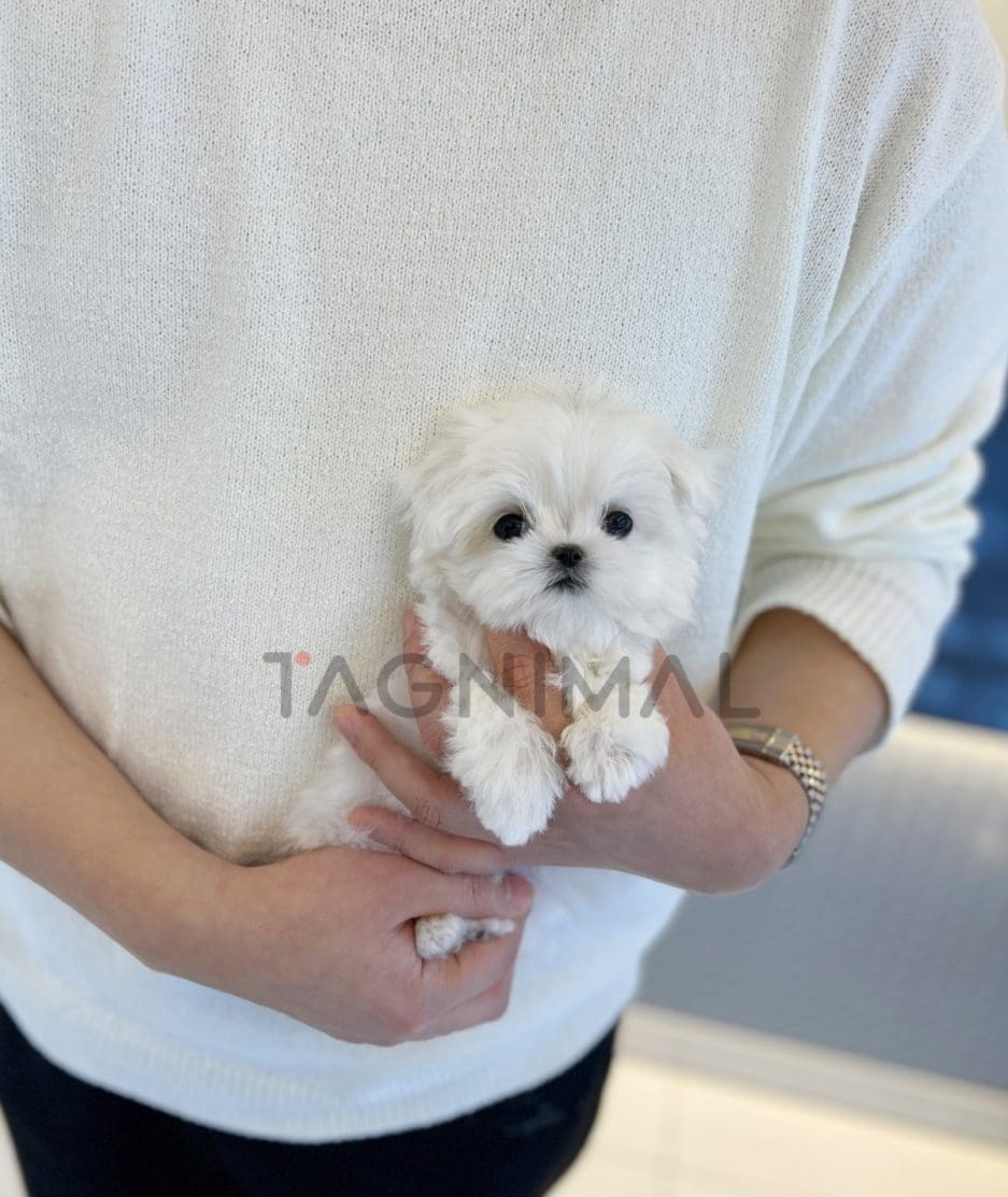 Maltese puppy for sale, dog for sale at Tagnimal