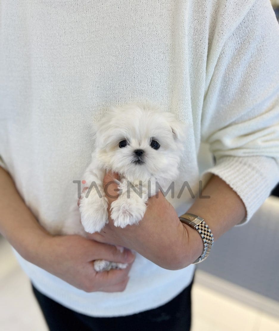 Maltese puppy for sale, dog for sale at Tagnimal