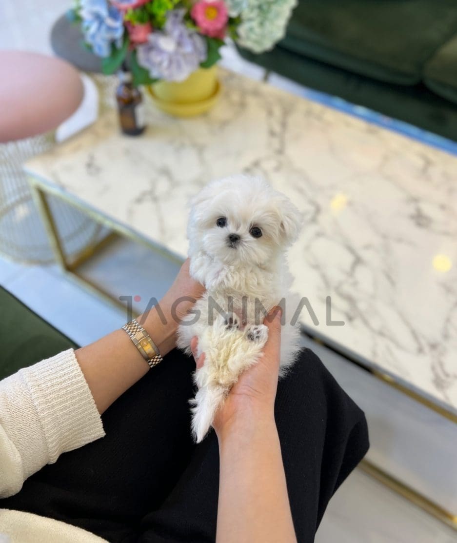 Maltese puppy for sale, dog for sale at Tagnimal