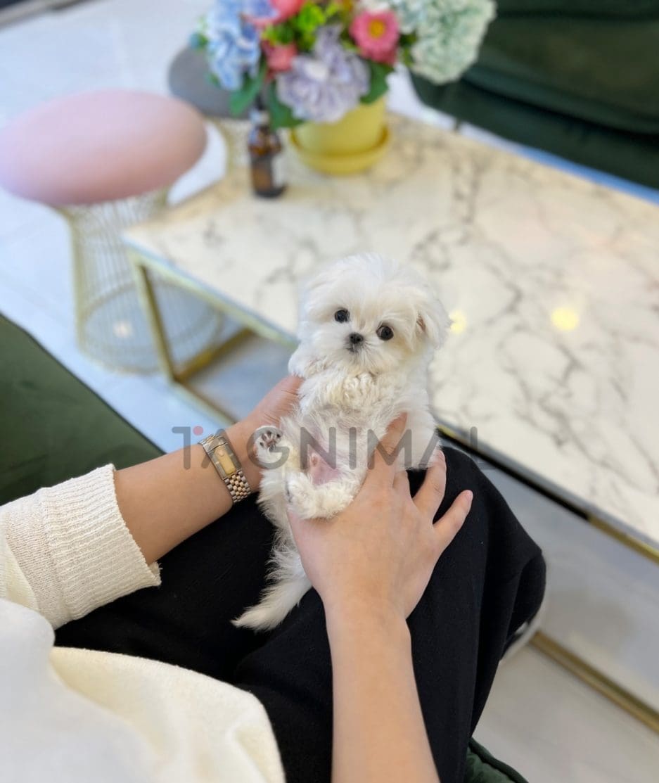 Maltese puppy for sale, dog for sale at Tagnimal