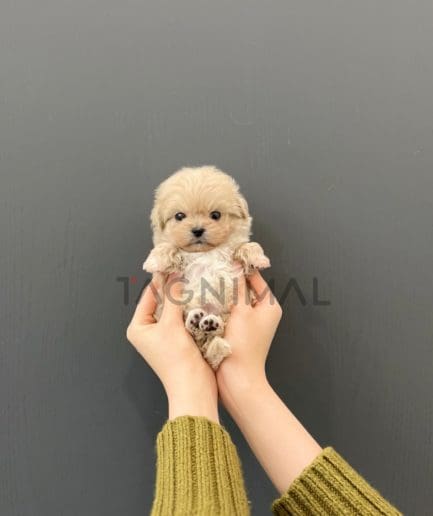 Maltipoo puppy for sale, dog for sale at Tagnimal