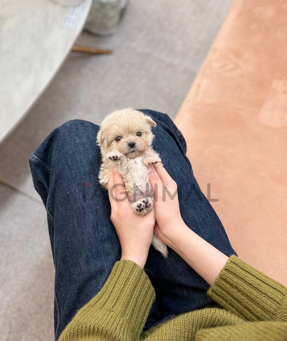 Maltipoo puppy for sale, dog for sale at Tagnimal