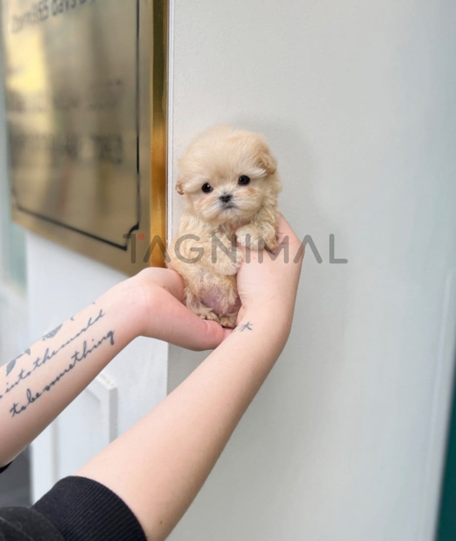 Maltipoo puppy for sale, dog for sale at Tagnimal