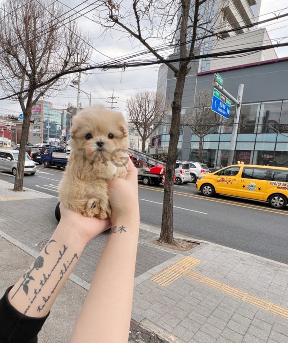 Maltipoo puppy for sale, dog for sale at Tagnimal