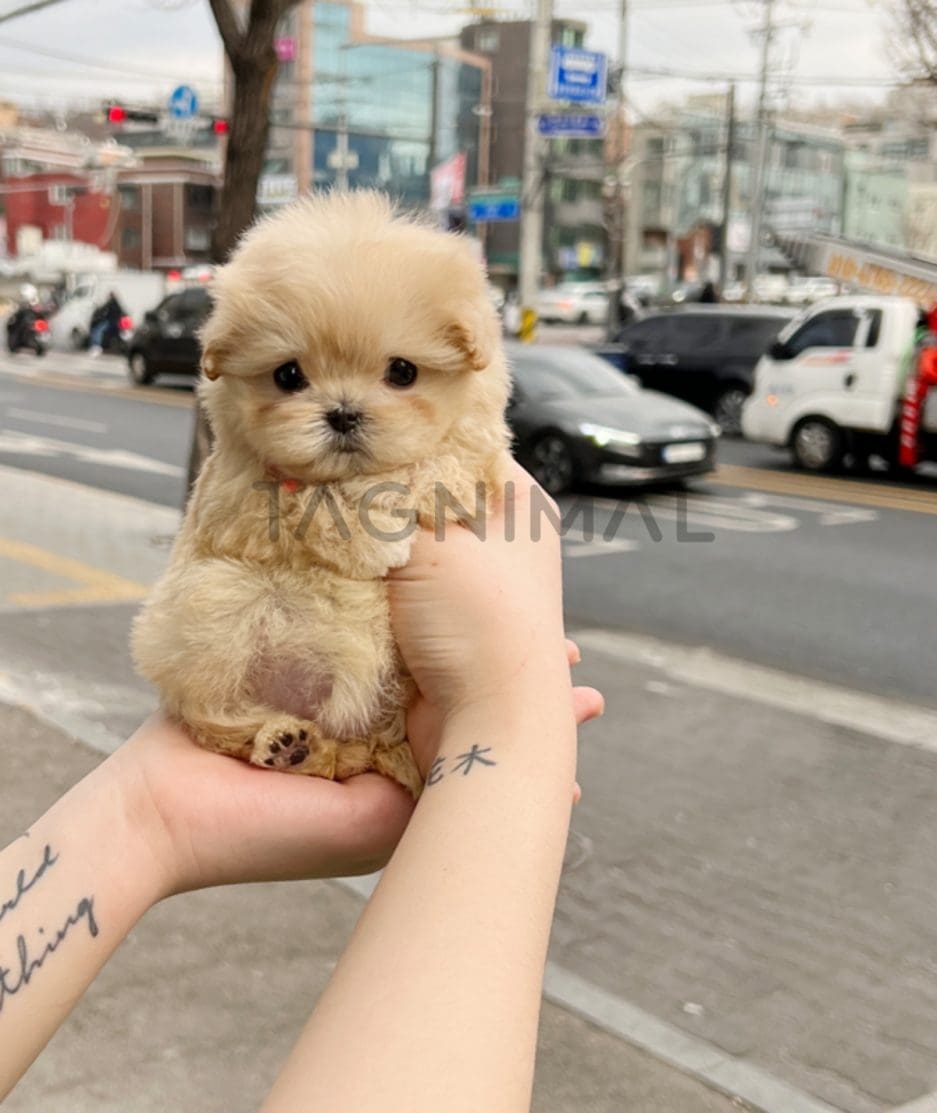 Maltipoo puppy for sale, dog for sale at Tagnimal