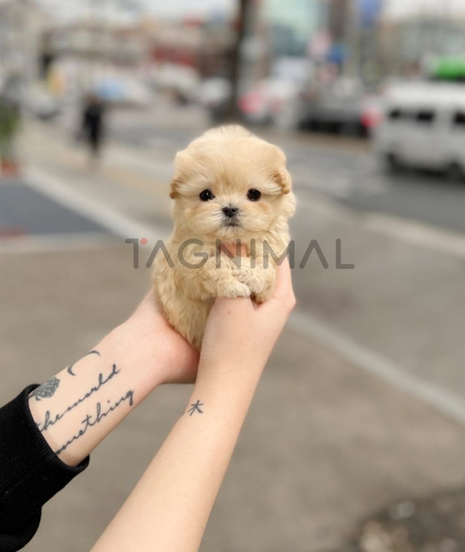 Maltipoo puppy for sale, dog for sale at Tagnimal