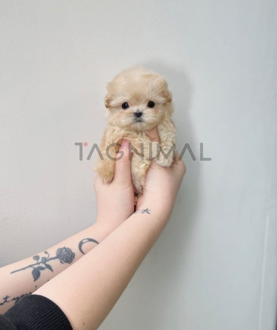 Maltipoo puppy for sale, dog for sale at Tagnimal