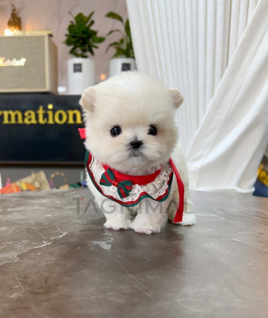 Maltipoo puppy for sale, dog for sale at Tagnimal