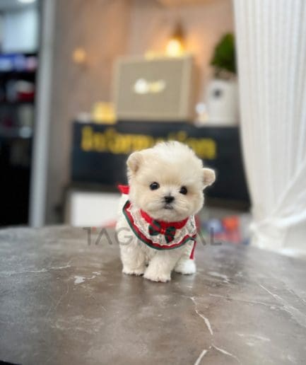 Maltipoo puppy for sale, dog for sale at Tagnimal