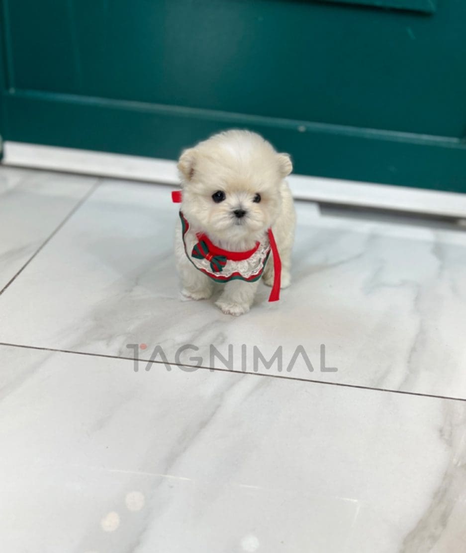 Maltipoo puppy for sale, dog for sale at Tagnimal