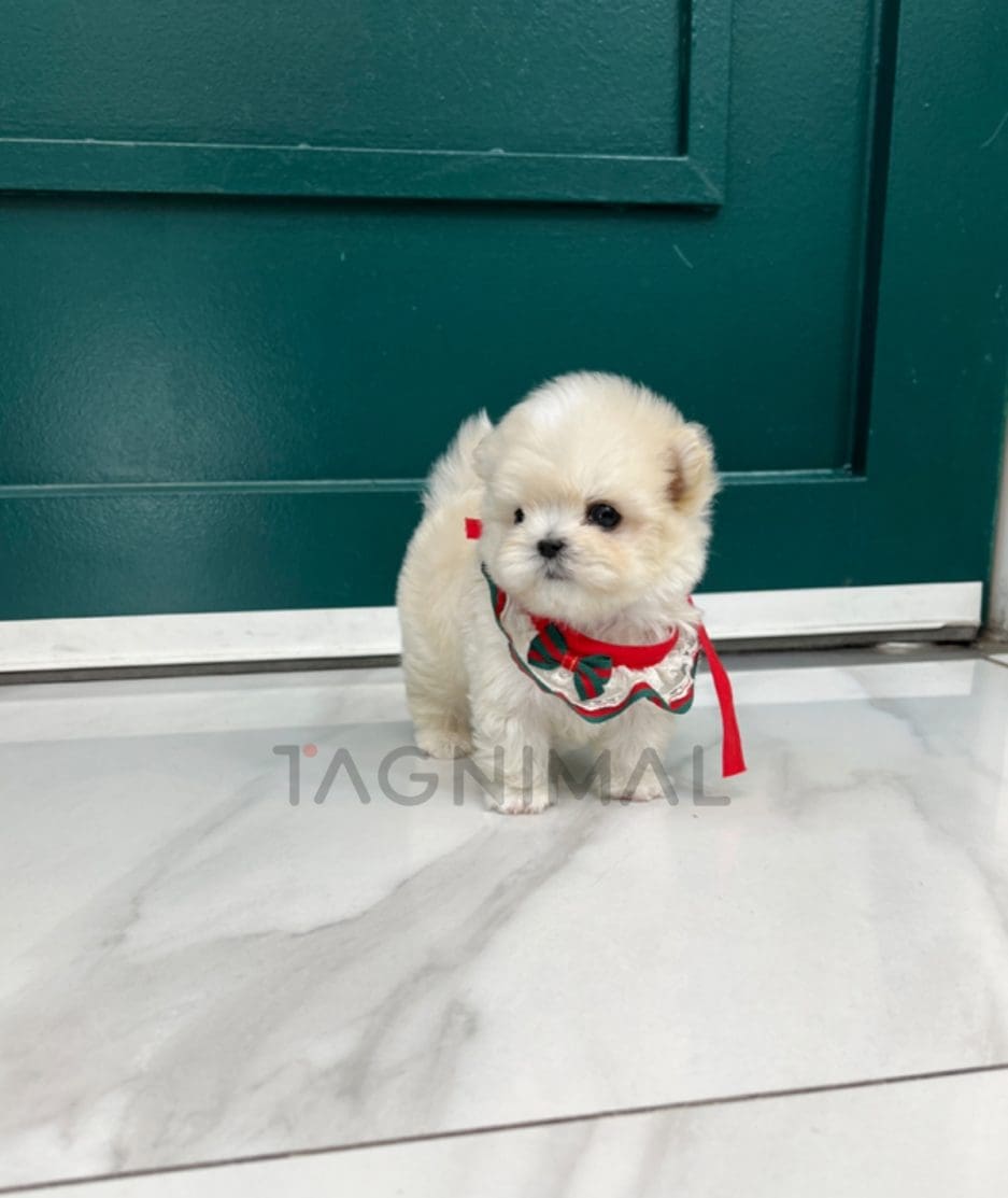 Maltipoo puppy for sale, dog for sale at Tagnimal