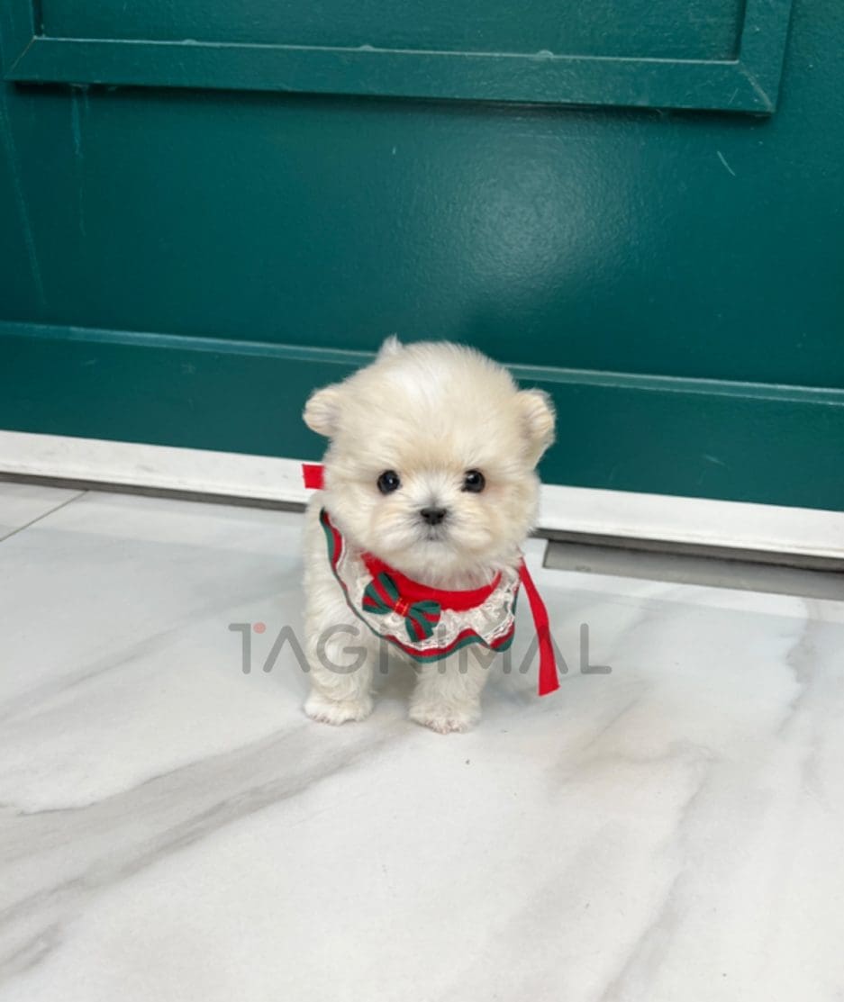 Maltipoo puppy for sale, dog for sale at Tagnimal