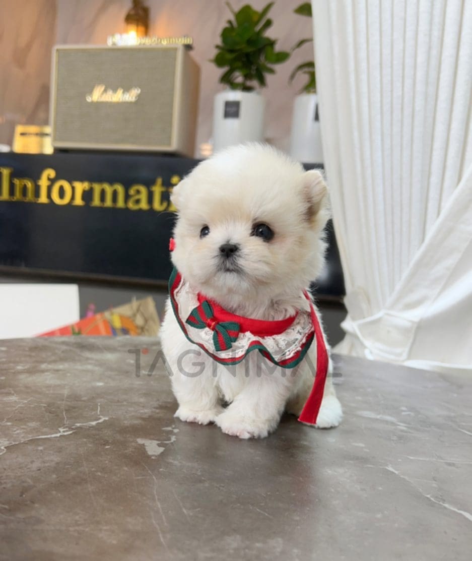 Maltipoo puppy for sale, dog for sale at Tagnimal