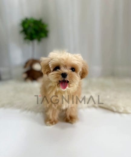 Maltipoo puppy for sale, dog for sale at Tagnimal