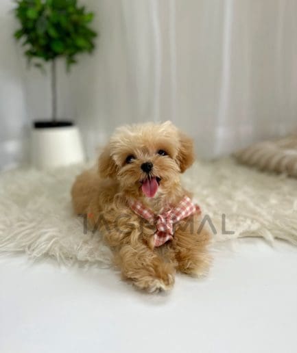 Maltipoo puppy for sale, dog for sale at Tagnimal