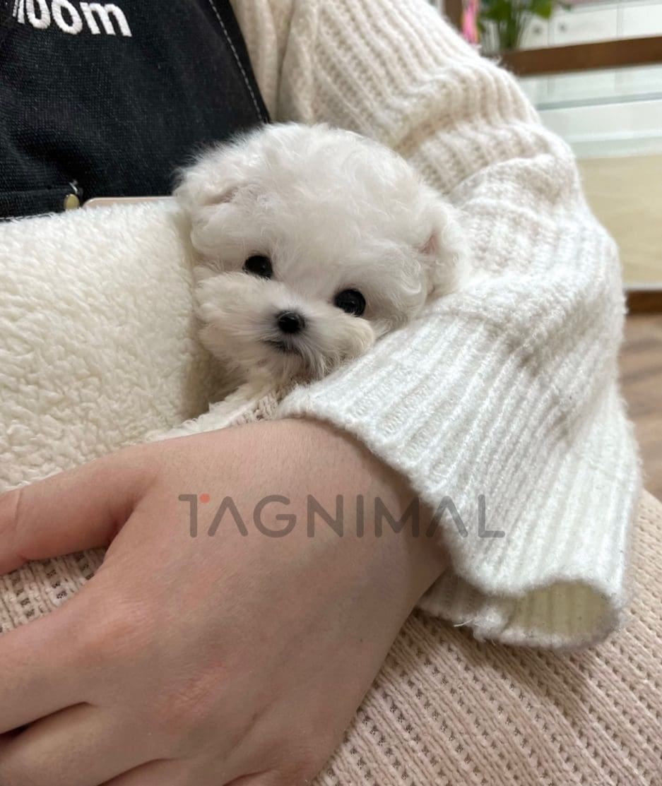 Bichon puppy for sale, dog for sale at Tagnimal