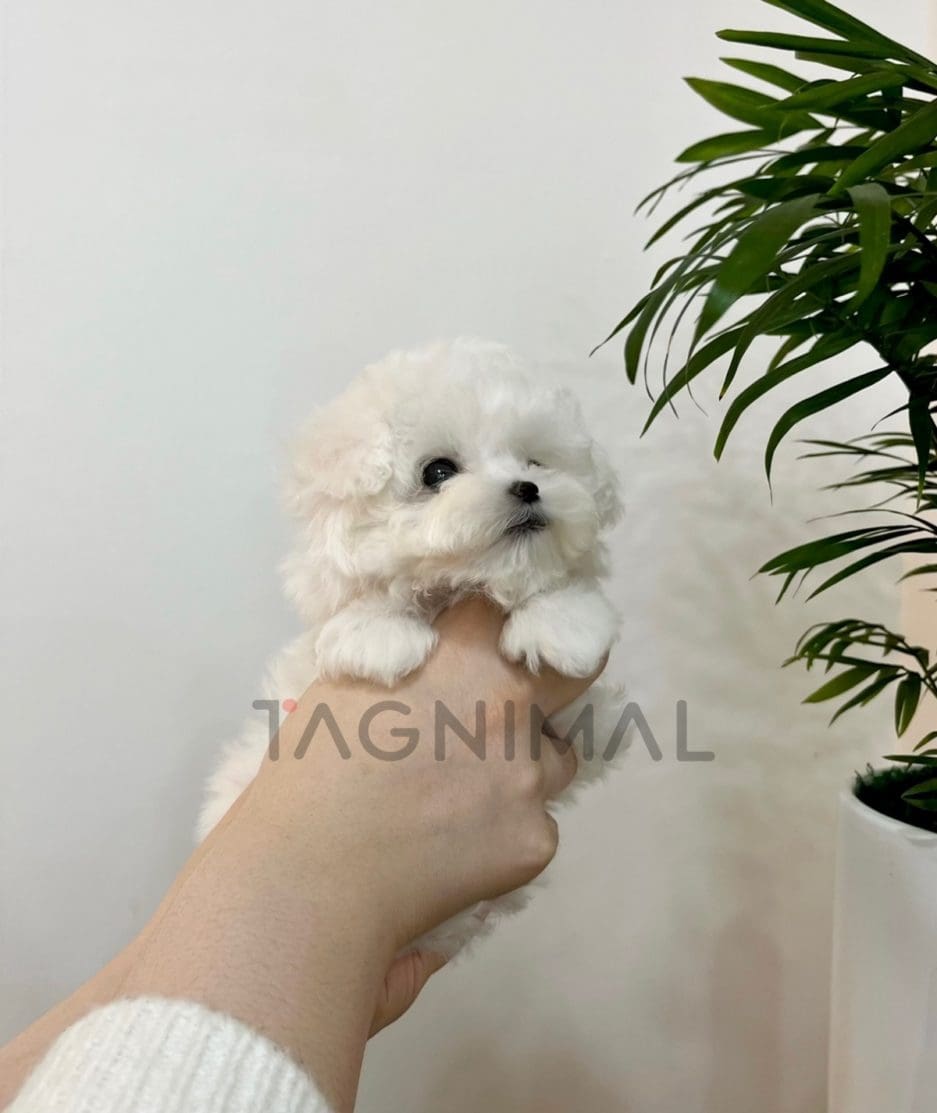 Bichon puppy for sale, dog for sale at Tagnimal