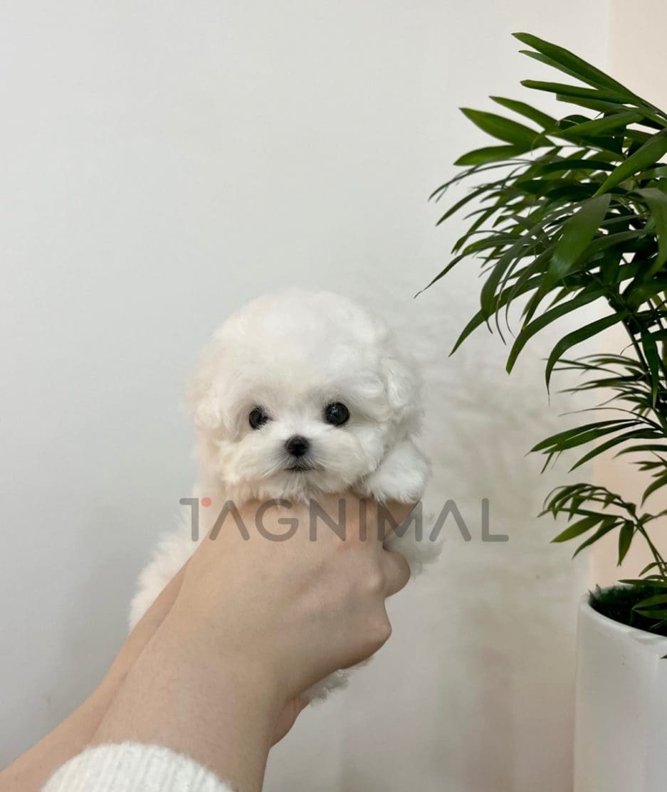 Bichon puppy for sale, dog for sale at Tagnimal