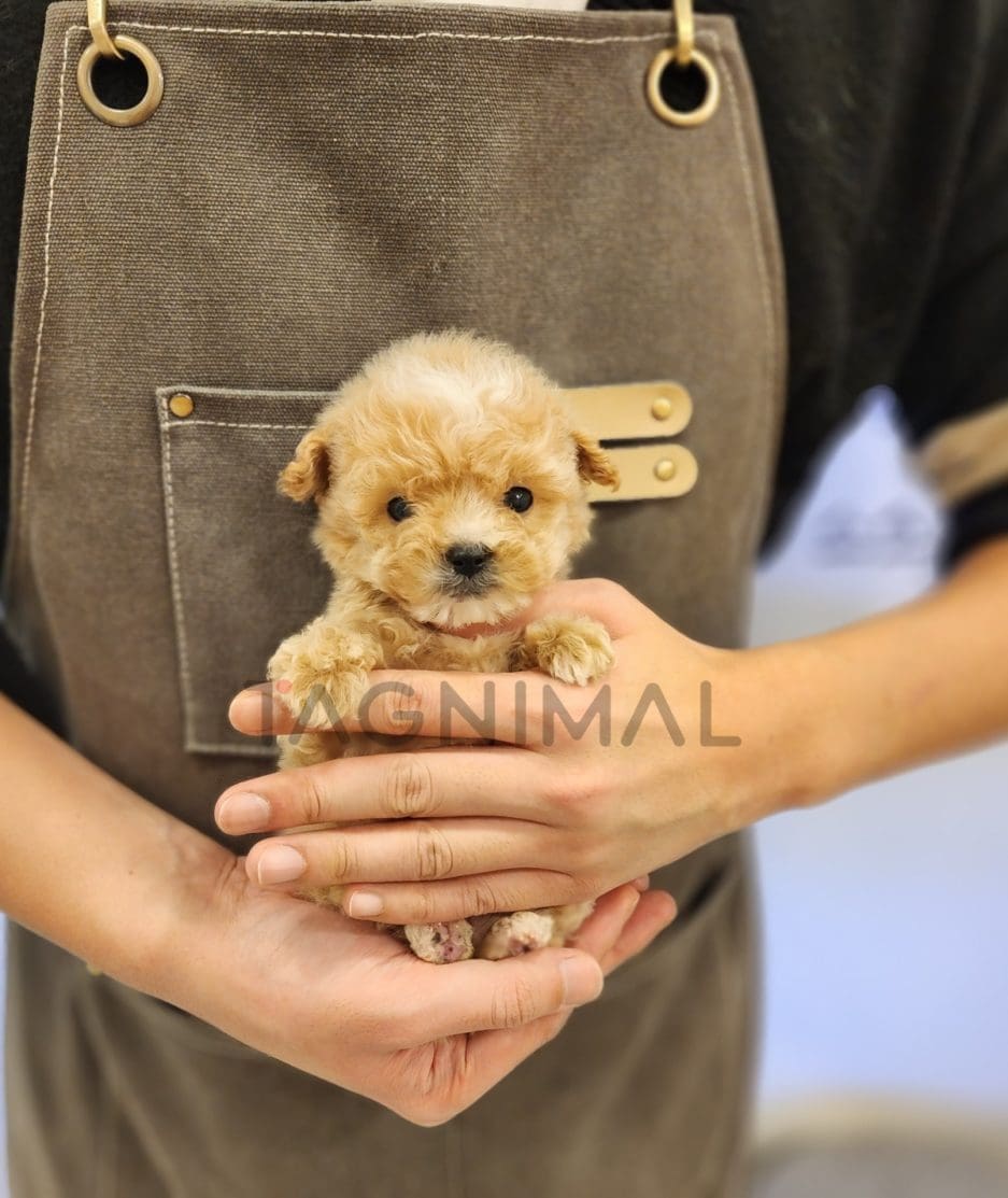 Maltipoo puppy for sale, dog for sale at Tagnimal