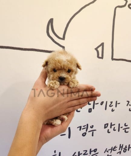 Maltipoo puppy for sale, dog for sale at Tagnimal