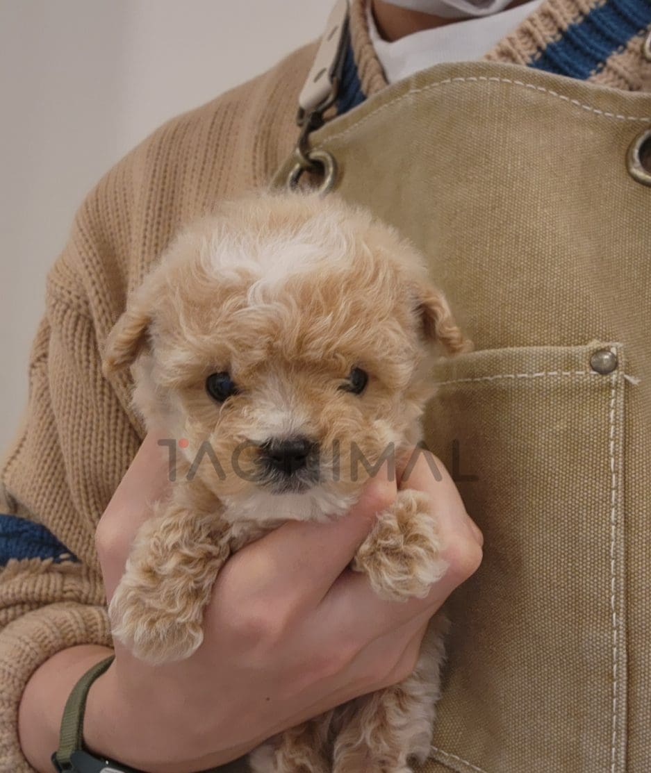 Maltipoo puppy for sale, dog for sale at Tagnimal