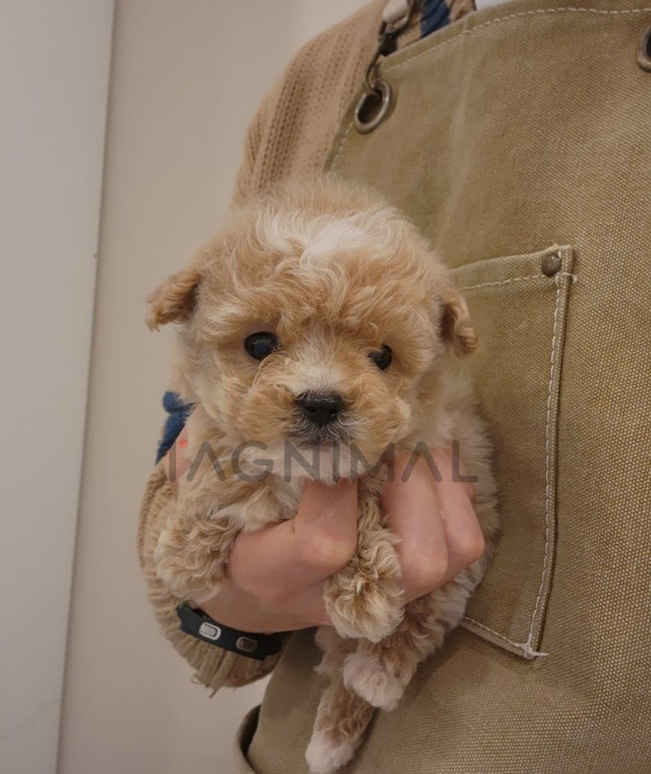 Maltipoo puppy for sale, dog for sale at Tagnimal