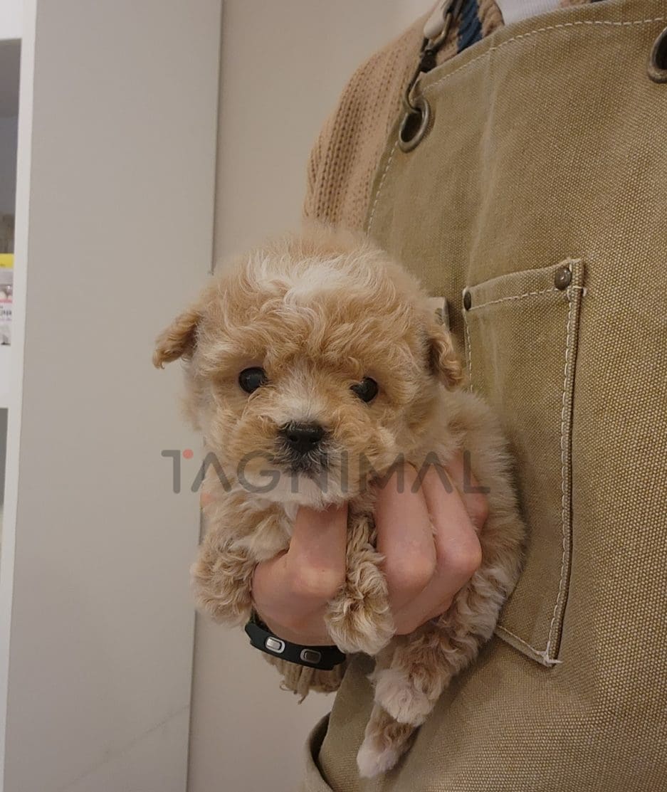 Maltipoo puppy for sale, dog for sale at Tagnimal