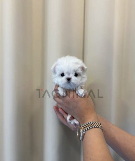 Maltese puppy for sale, dog for sale at Tagnimal