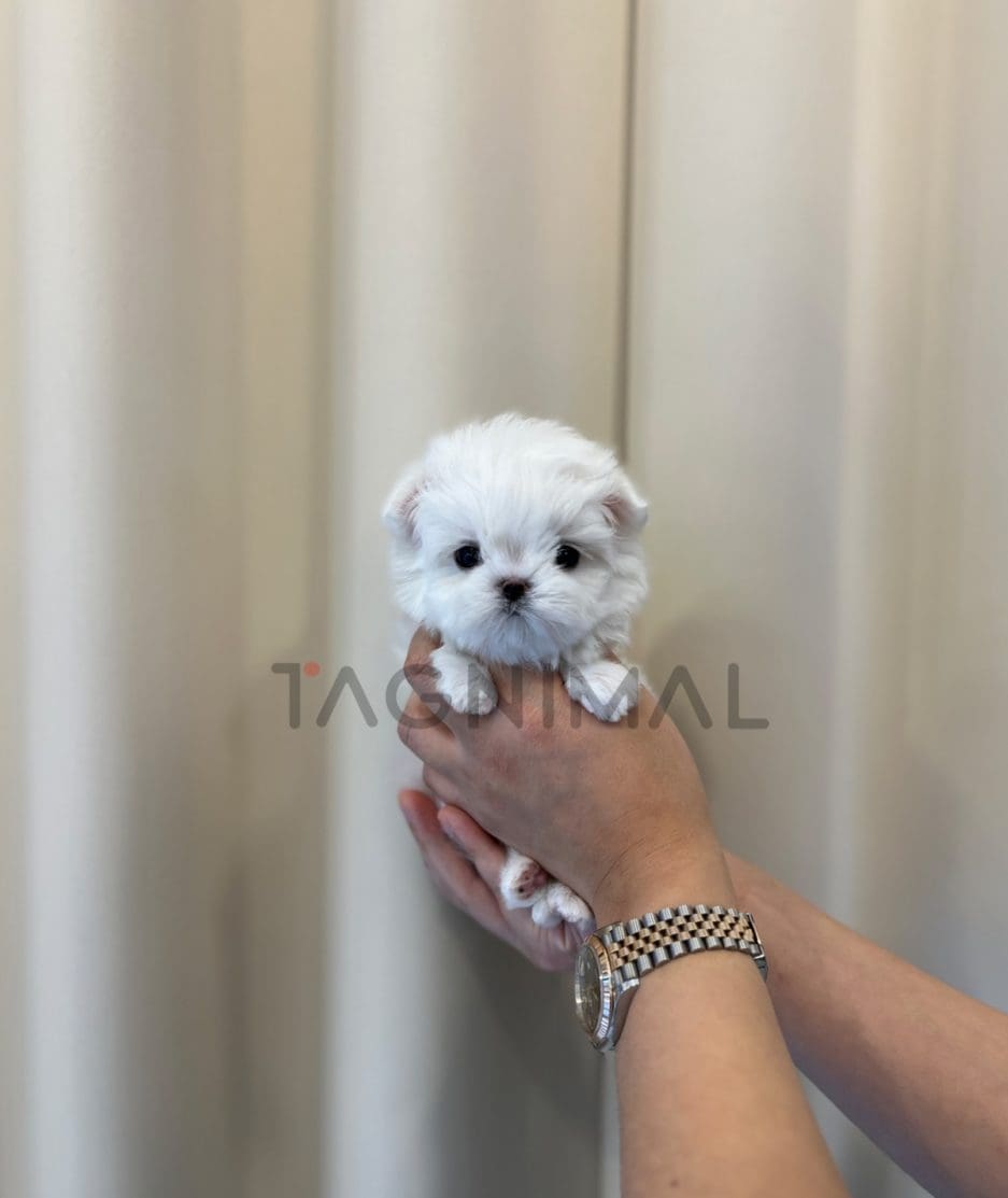 Maltese puppy for sale, dog for sale at Tagnimal