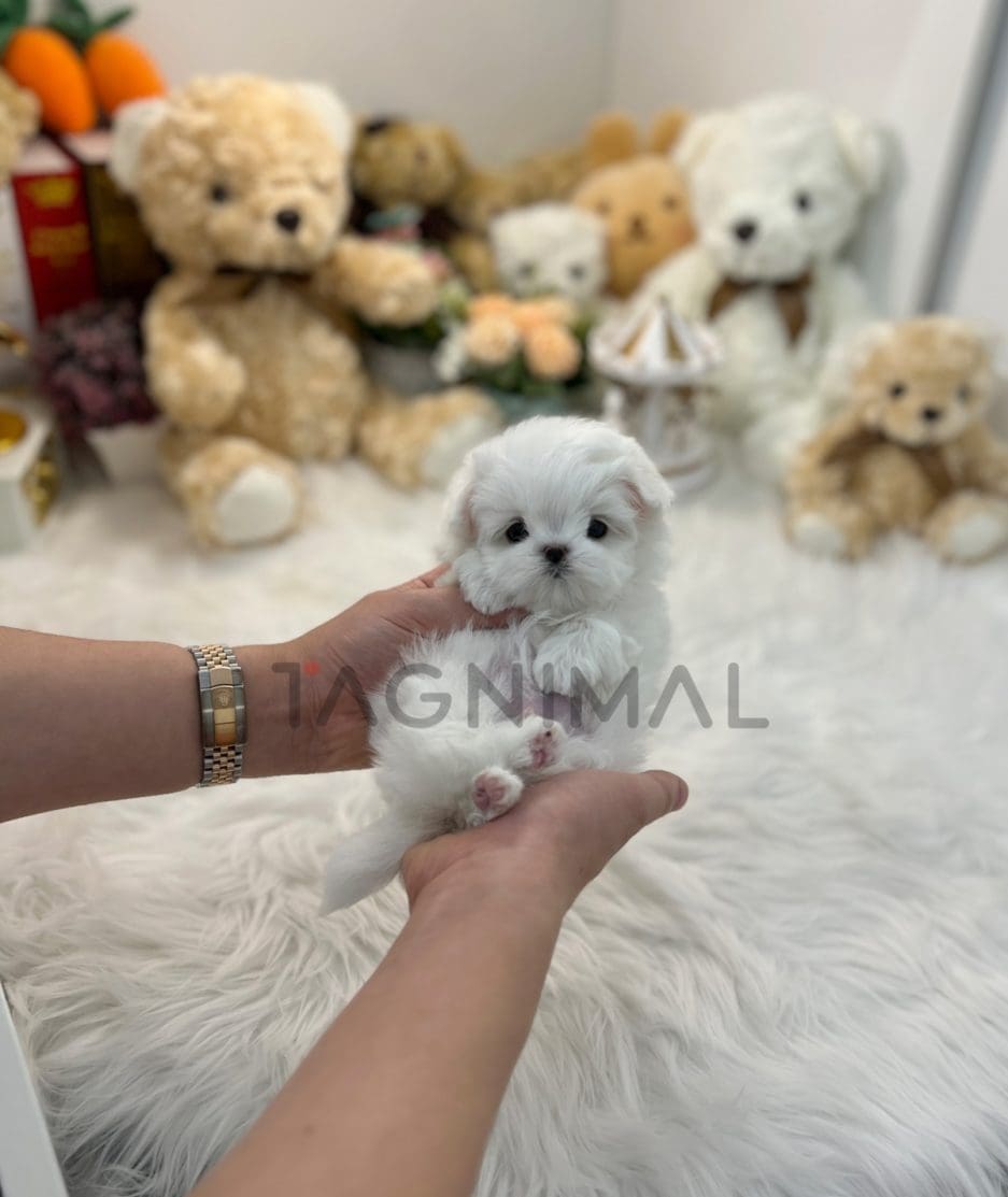 Maltese puppy for sale, dog for sale at Tagnimal