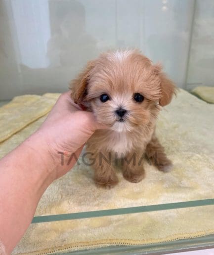 Maltipoo puppy for sale, dog for sale at Tagnimal