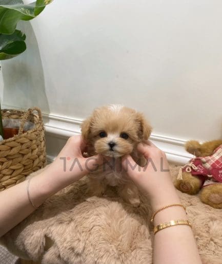 Maltipoo puppy for sale, dog for sale at Tagnimal