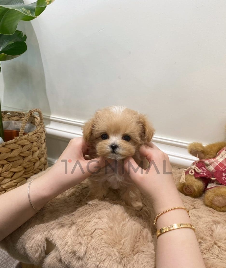 Maltipoo puppy for sale, dog for sale at Tagnimal